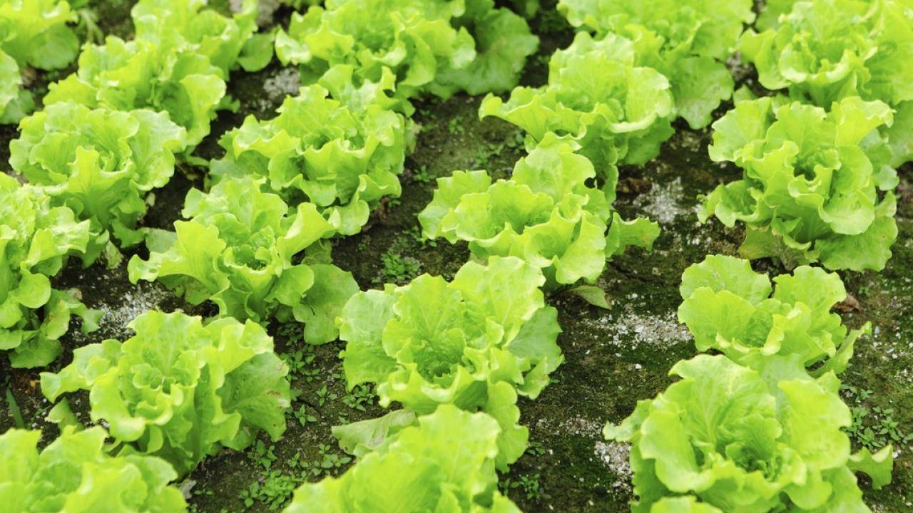 Bremia-lactucae-nueva-variante|Bremia-lactucae-nueva-variante